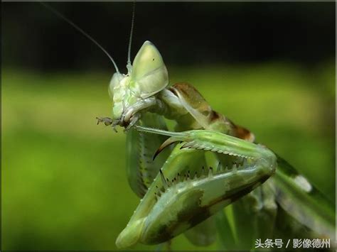 螳螂出現在家裡